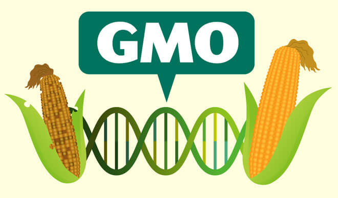 Fakta Tentang GMO (Genetically Modified Organism)