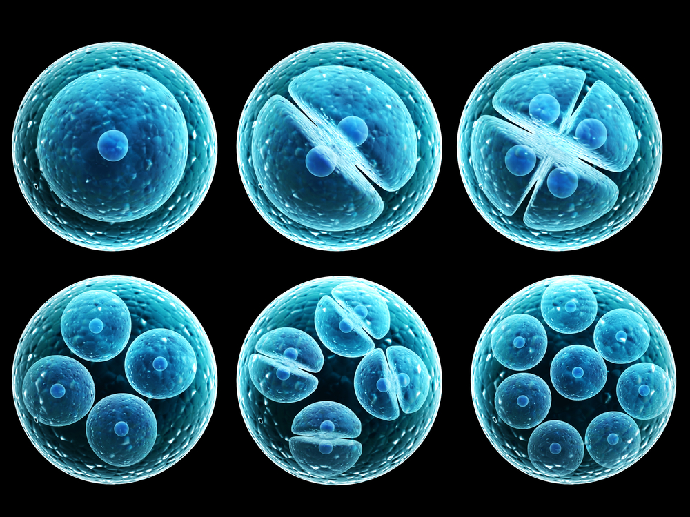 Tentang Stem Cell